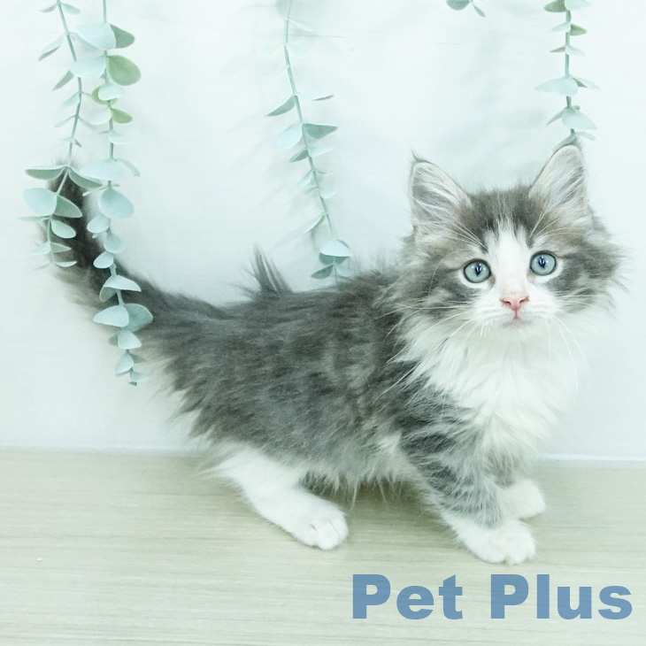 ノルウェージャンフォレストキャット