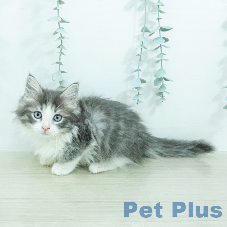 ノルウェージャンフォレストキャット