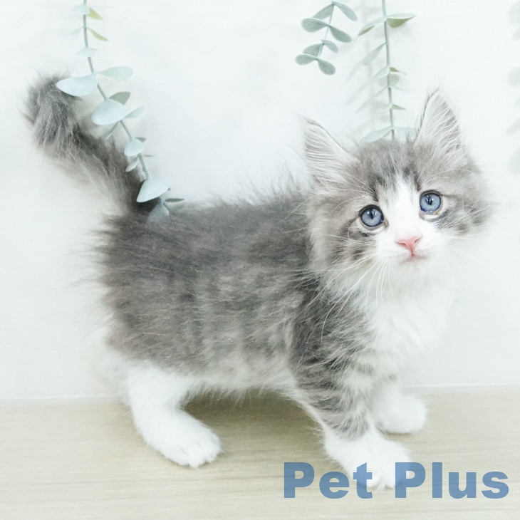 ノルウェージャンフォレストキャット