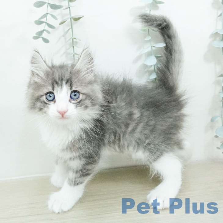 ノルウェージャンフォレストキャットの写真2