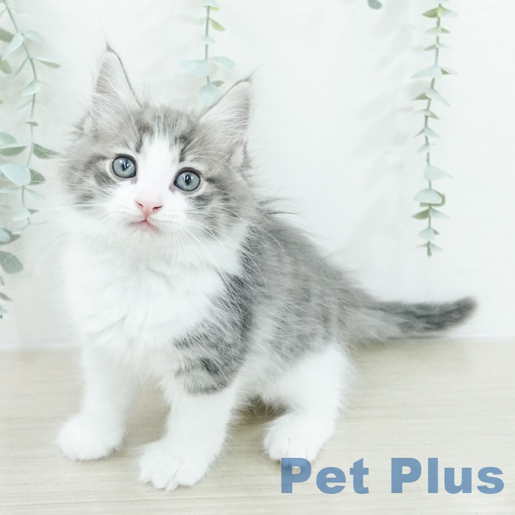 ノルウェージャンフォレストキャット