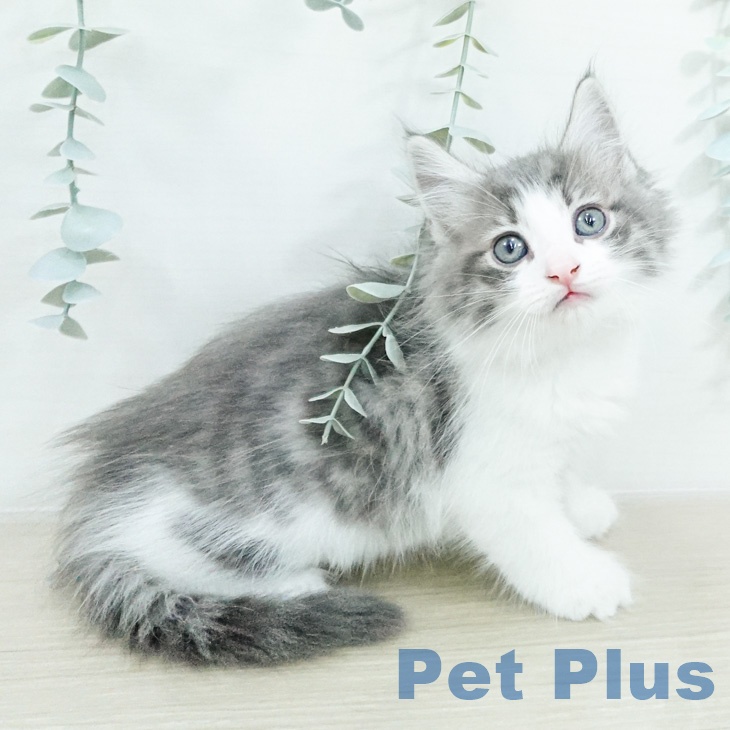 ノルウェージャンフォレストキャットの写真2