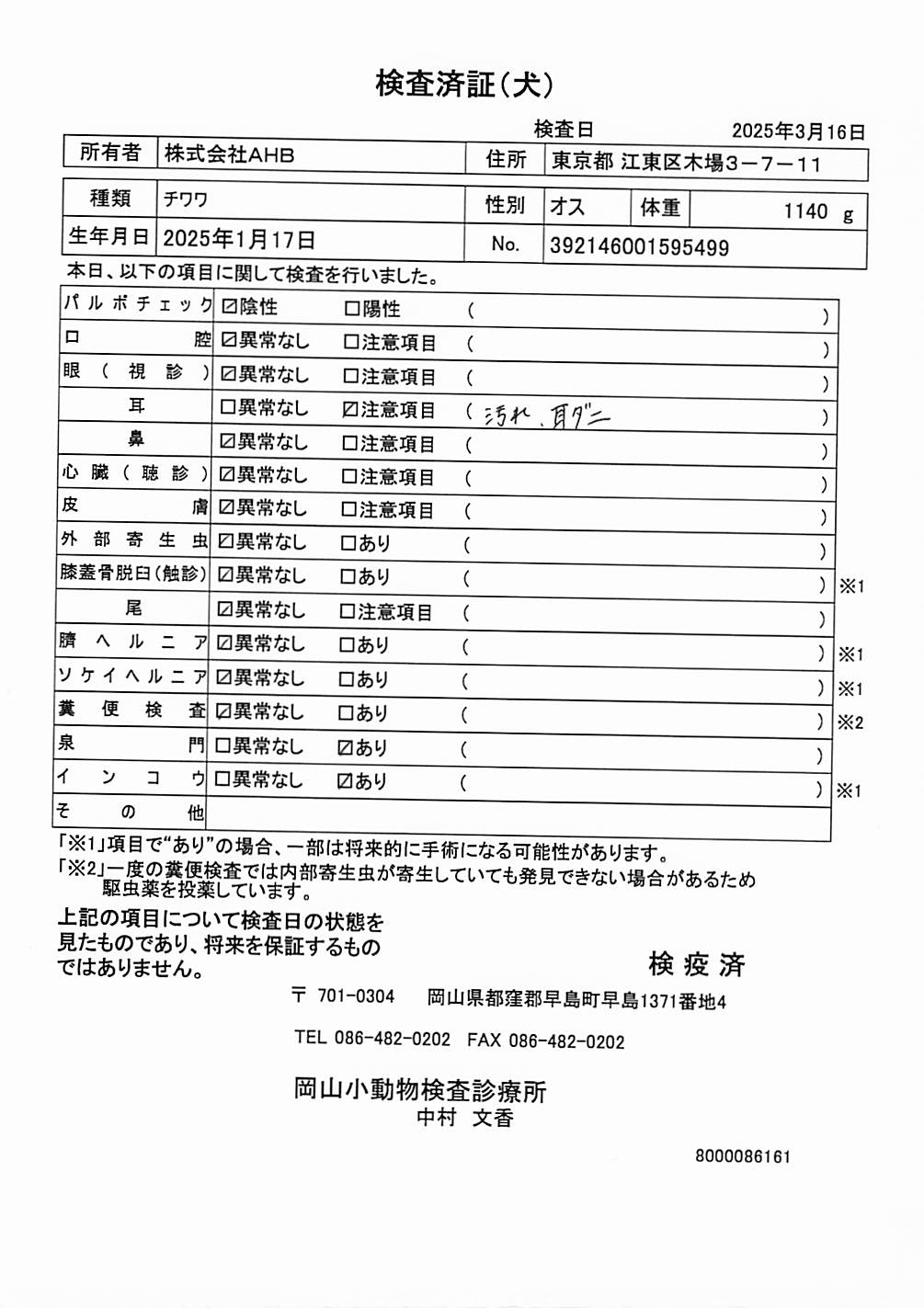 チワワ