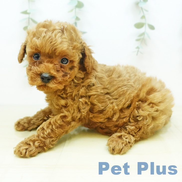 岡山県のトイプードル(トイ) (ペットプラス岡山店/2025年2月11日生まれ/男の子/レッドフォーン)の子犬