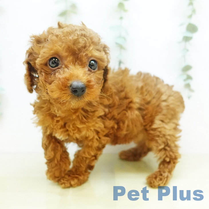 埼玉県のトイプードル(トイ) (ペットプラス羽生店/2025年2月22日生まれ/女の子/レッド)の子犬
