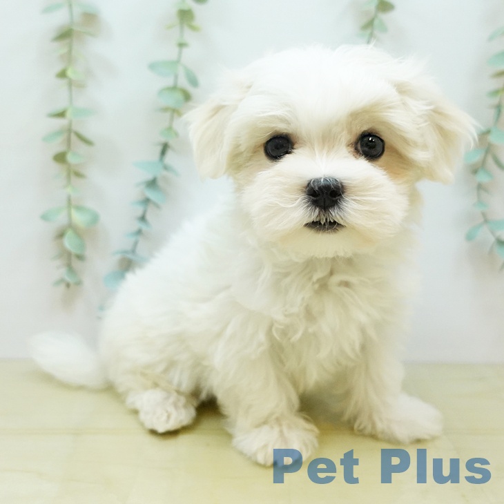 鳥取県のマルチーズ (ペットプラス日吉津店/2025年2月25日生まれ/男の子/ホワイト)の子犬