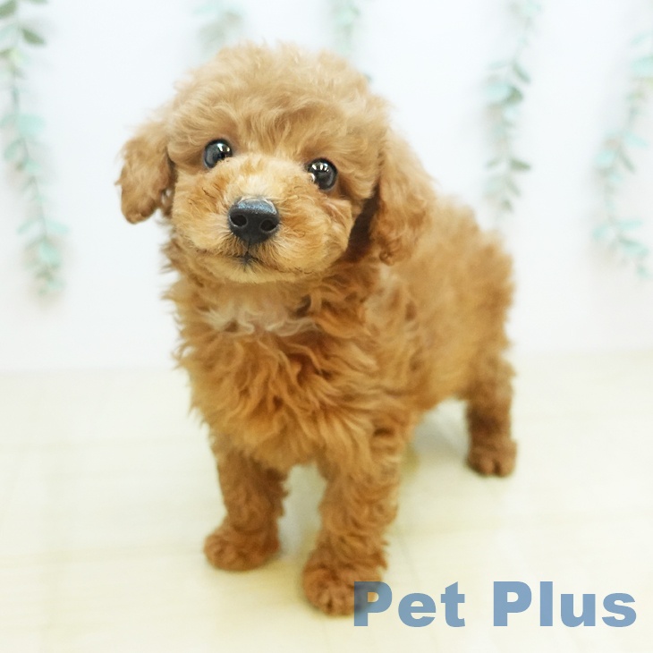 愛媛県のトイプードル(トイ) (ペットプラス新居浜店/2025年2月26日生まれ/男の子/レッド)の子犬
