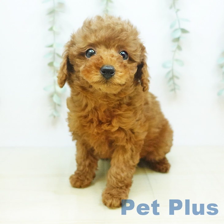 岡山県のトイプードル(トイ) (ペットプラス岡山店/2025年2月26日生まれ/男の子/レッド)の子犬