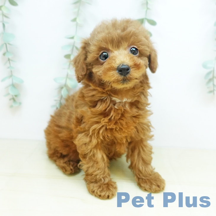 香川県のトイプードル(トイ) (ペットプラス高松店/2025年2月26日生まれ/女の子/レッド)の子犬