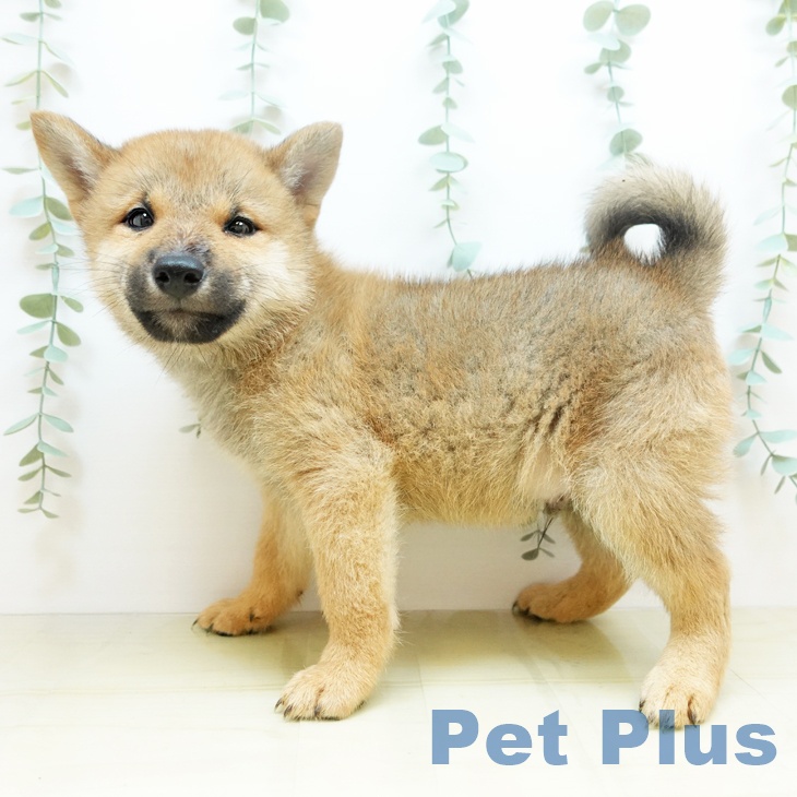 岡山県の柴犬(標準サイズ) (ペットプラス岡山南店/2025年3月1日生まれ/男の子/赤)の子犬