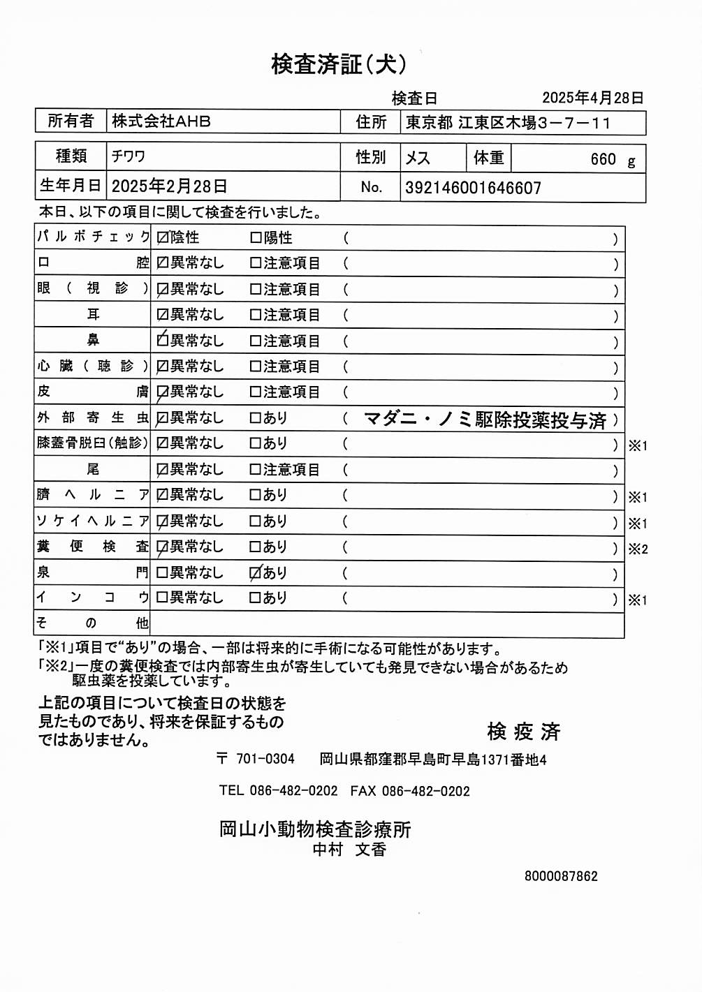 チワワ