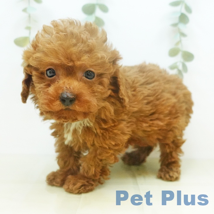 鳥取県のトイプードル(トイ) (ペットプラス日吉津店/2025年3月5日生まれ/男の子/レッド)の子犬