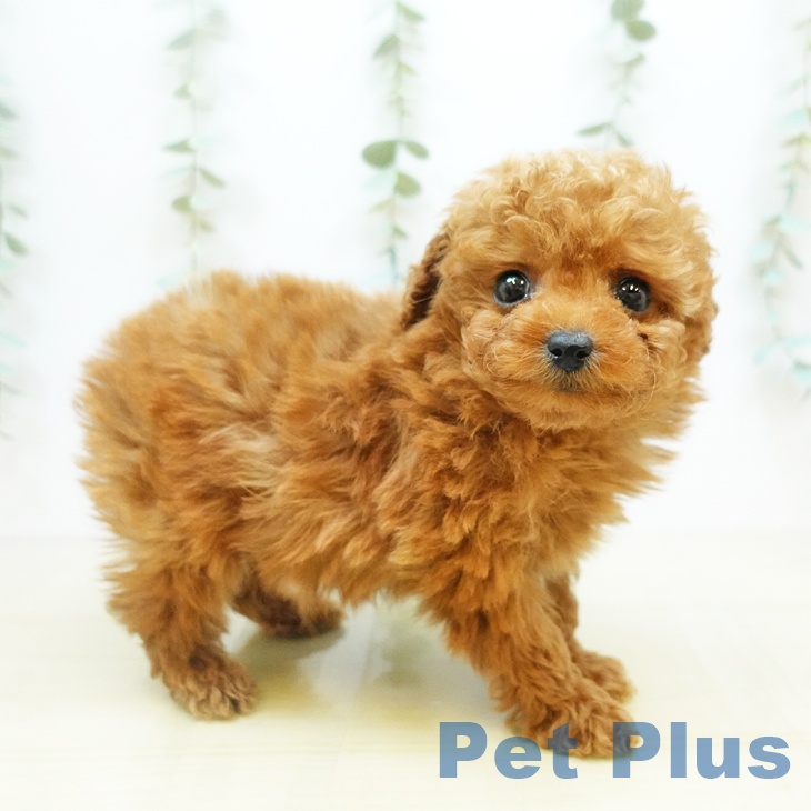 鳥取県のトイプードル(トイ) (ペットプラス日吉津店/2025年3月4日生まれ/男の子/レッド)の子犬