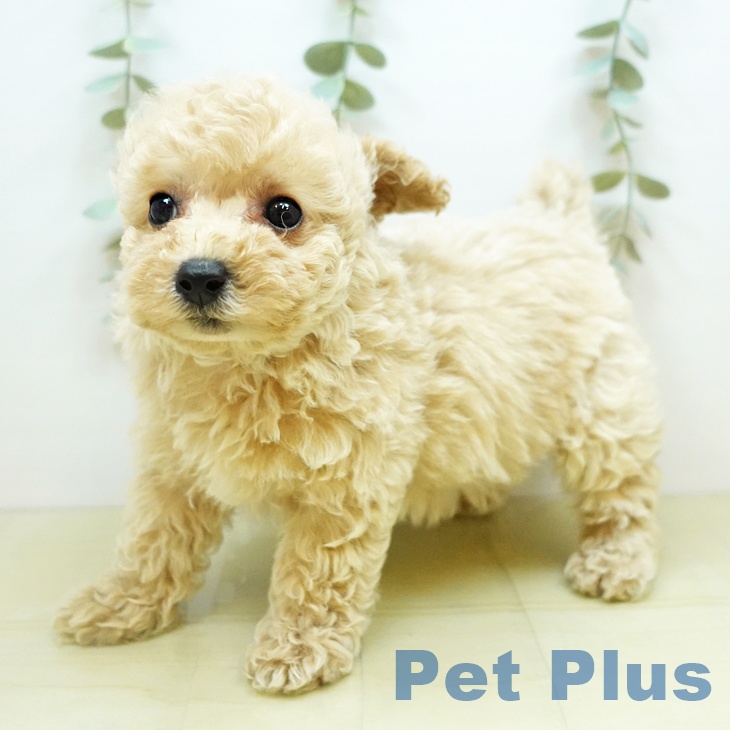 香川県のトイプードル(トイ) (ペットプラス綾川店/2025年3月3日生まれ/女の子/クリーム)の子犬