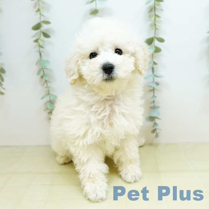 香川県のトイプードル(トイ) (ペットプラス綾川店/2025年3月7日生まれ/男の子/ホワイト)の子犬