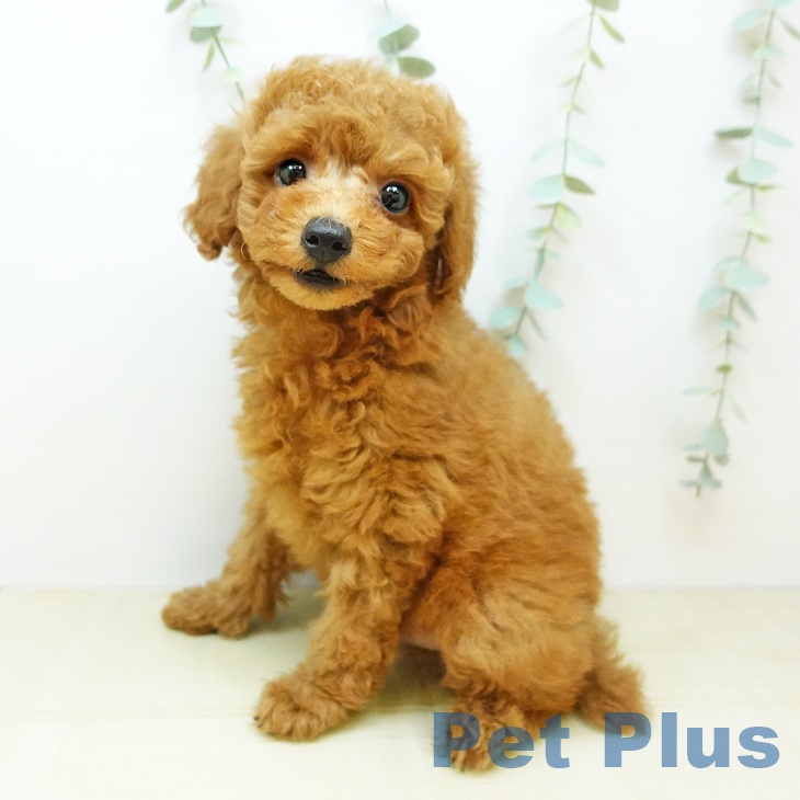 岡山県のトイプードル(トイ) (ペットプラス岡山店/2025年3月4日生まれ/男の子/レッドフォーン)の子犬