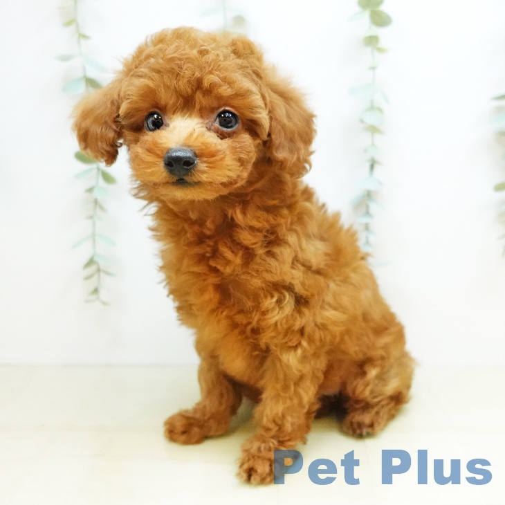鳥取県のトイプードル(トイ) (ペットプラス日吉津店/2025年3月4日生まれ/女の子/レッドフォーン)の子犬