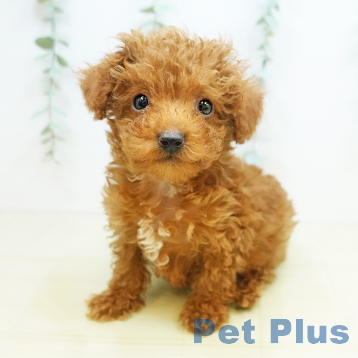 大阪府のトイプードル(トイ) (ペットプラス鶴見店/2025年2月27日生まれ/男の子/レッド)の子犬