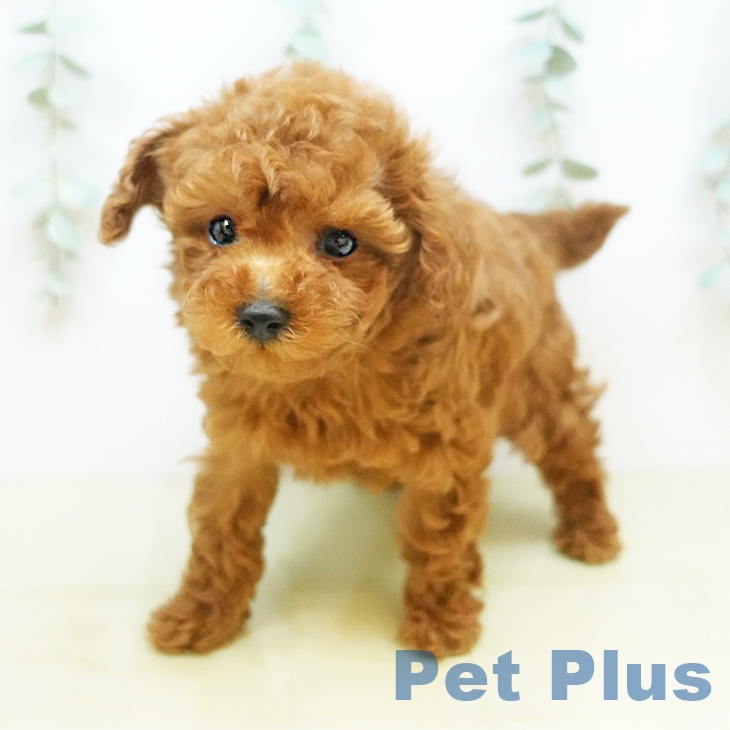 大阪府のトイプードル(トイ) (ペットプラス鶴見店/2025年3月12日生まれ/男の子/レッド)の子犬