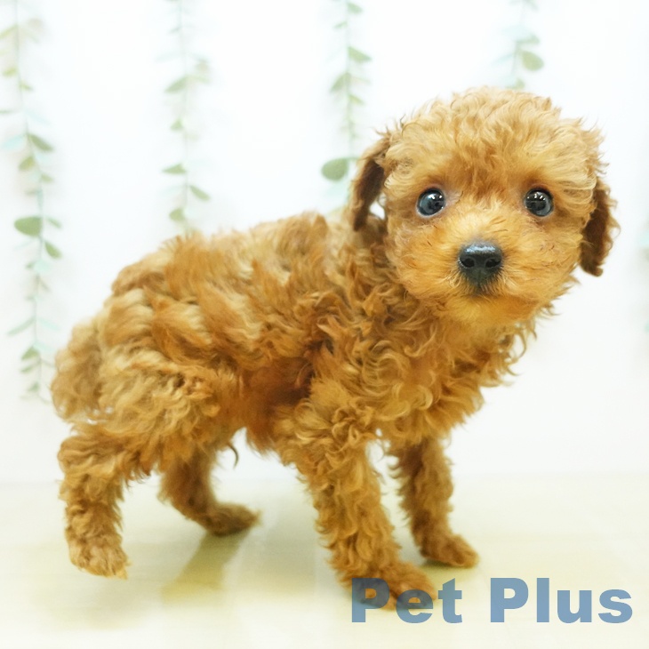 新潟県のトイプードル(トイ) (ペットプラス新潟南店/2025年3月12日生まれ/男の子/レッド)の子犬