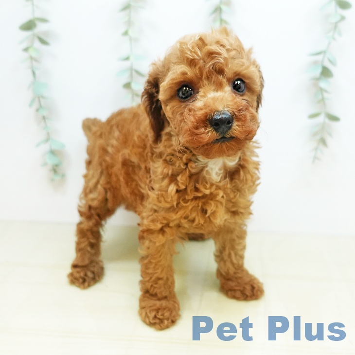 鳥取県のトイプードル(トイ) (ペットプラス日吉津店/2025年3月15日生まれ/男の子/レッド)の子犬