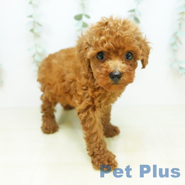 岡山県のトイプードル(トイ) (ペットプラス岡山店/2025年3月15日生まれ/女の子/レッド)の子犬