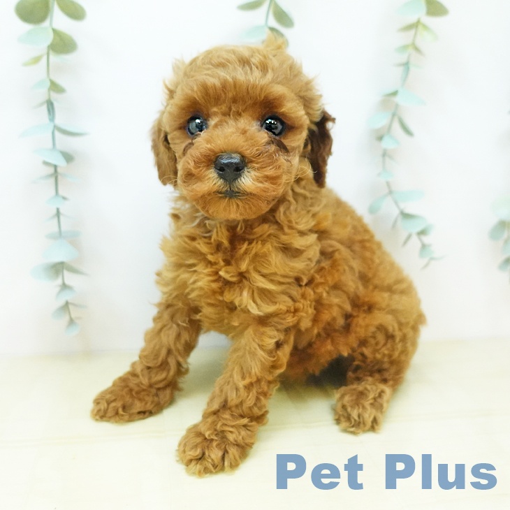 岡山県のトイプードル(トイ) (ペットプラス岡山店/2025年3月15日生まれ/女の子/レッド)の子犬