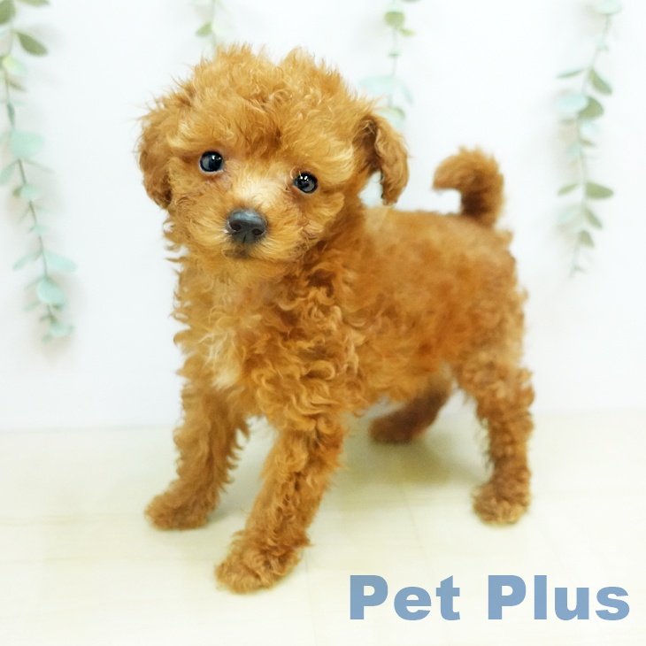 岡山県のトイプードル(トイ) (ペットプラス岡山店/2025年3月15日生まれ/男の子/レッド)の子犬