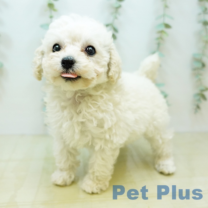 鳥取県のトイプードル(トイ) (ペットプラス日吉津店/2025年3月17日生まれ/女の子/ホワイト)の子犬