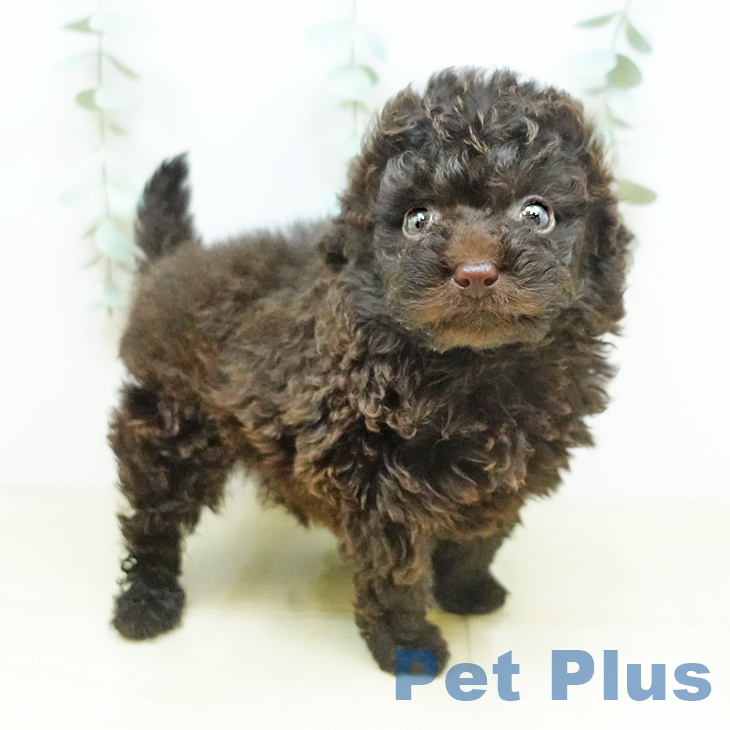 鳥取県のトイプードル(トイ) (ペットプラス日吉津店/2025年3月19日生まれ/女の子/ブラウン)の子犬