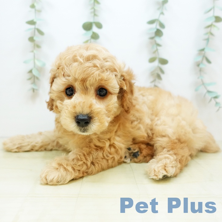 徳島県のトイプードル(トイ) (ペットプラス徳島店/2025年3月21日生まれ/男の子/クリーム)の子犬
