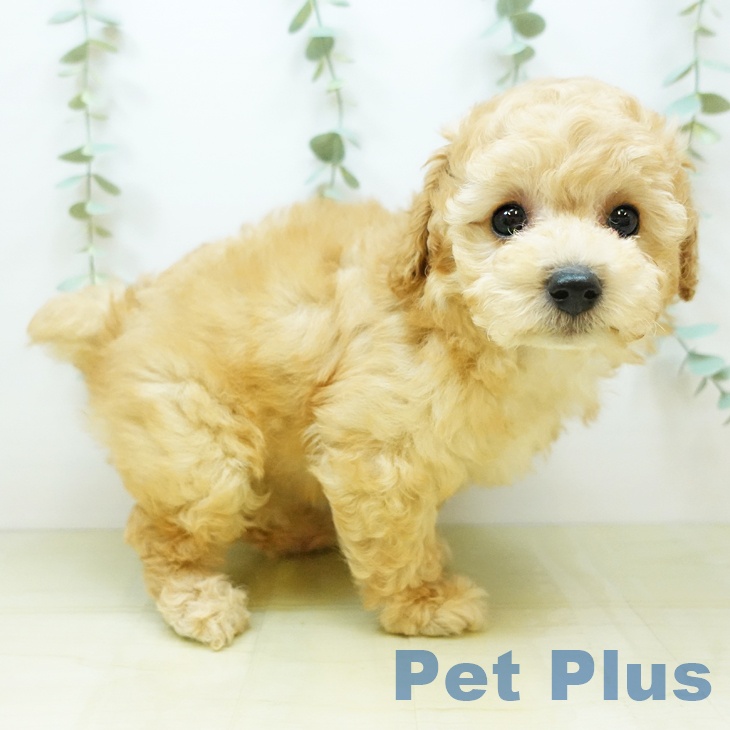 愛媛県のトイプードル(トイ) (ペットプラス新居浜店/2025年3月21日生まれ/女の子/クリーム)の子犬