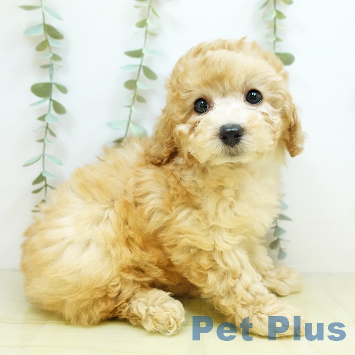 岡山県のトイプードル(トイ) (ペットプラス岡山南店/2025年3月21日生まれ/女の子/クリーム)の子犬