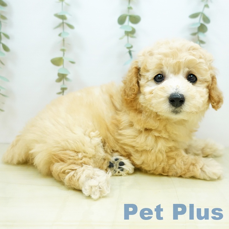 香川県のトイプードル(トイ) (ペットプラス綾川店/2025年3月21日生まれ/女の子/クリーム)の子犬