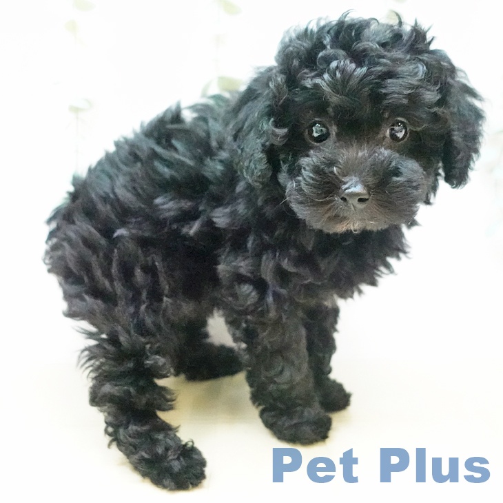 岡山県のトイプードル(トイ) (ペットプラス岡山店/2025年3月19日生まれ/女の子/ブラック)の子犬