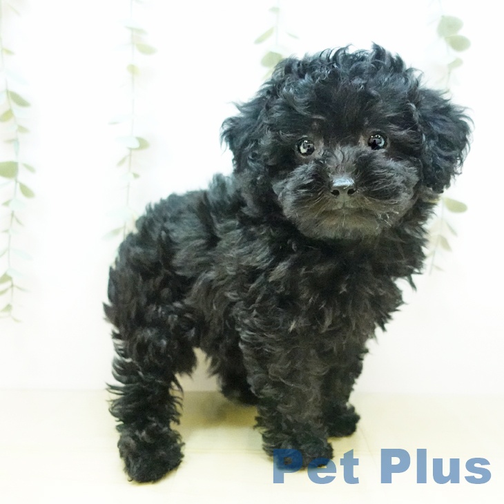 鳥取県のトイプードル(トイ) (ペットプラス日吉津店/2025年3月19日生まれ/女の子/ブラック)の子犬