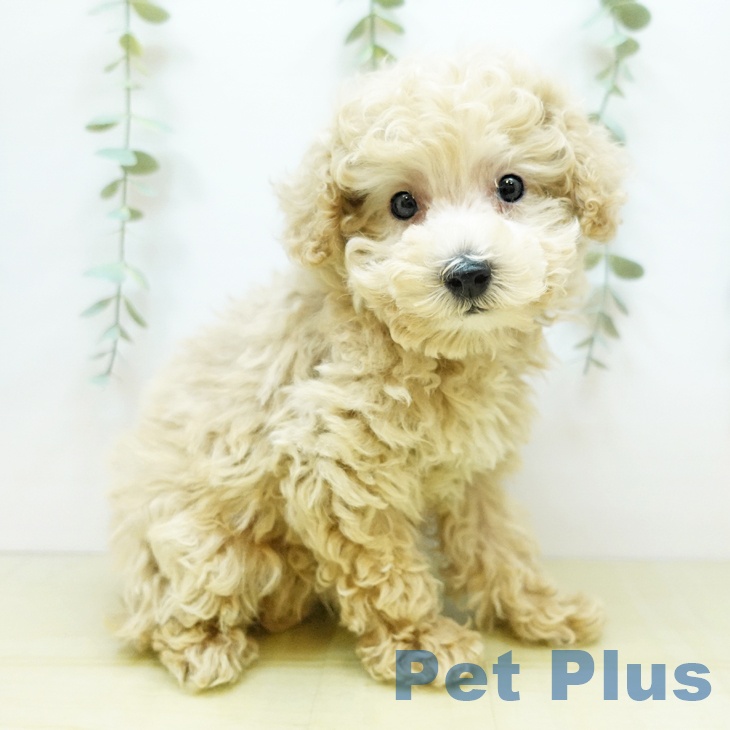 岡山県のトイプードル(トイ) (ペットプラス岡山店/2025年3月19日生まれ/女の子/クリーム)の子犬