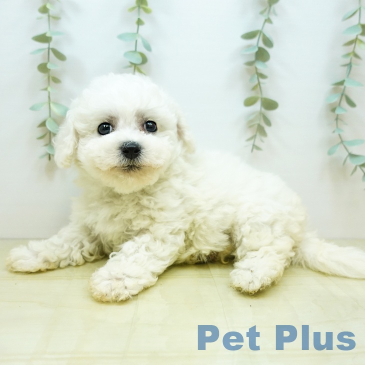 岡山県のビションフリーゼ (ペットプラス岡山店/2025年3月20日生まれ/女の子/ホワイト)の子犬