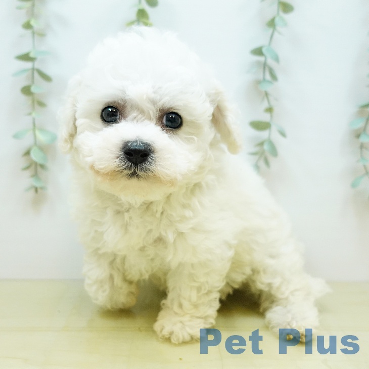 鳥取県のビションフリーゼ (ペットプラス日吉津店/2025年3月20日生まれ/女の子/ホワイト)の子犬