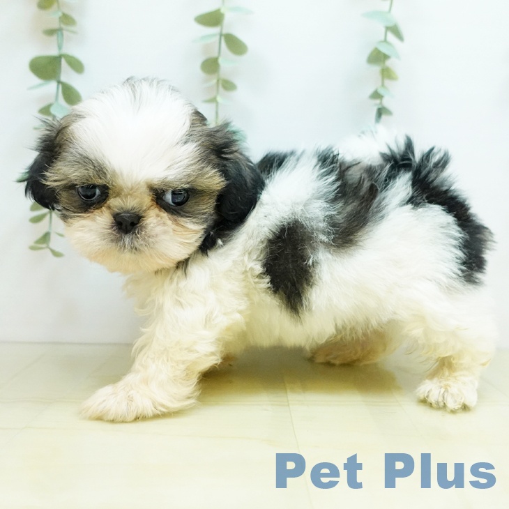 香川県のシーズー (ペットプラス綾川店/2025年3月22日生まれ/男の子/ホワイトゴールド)の子犬