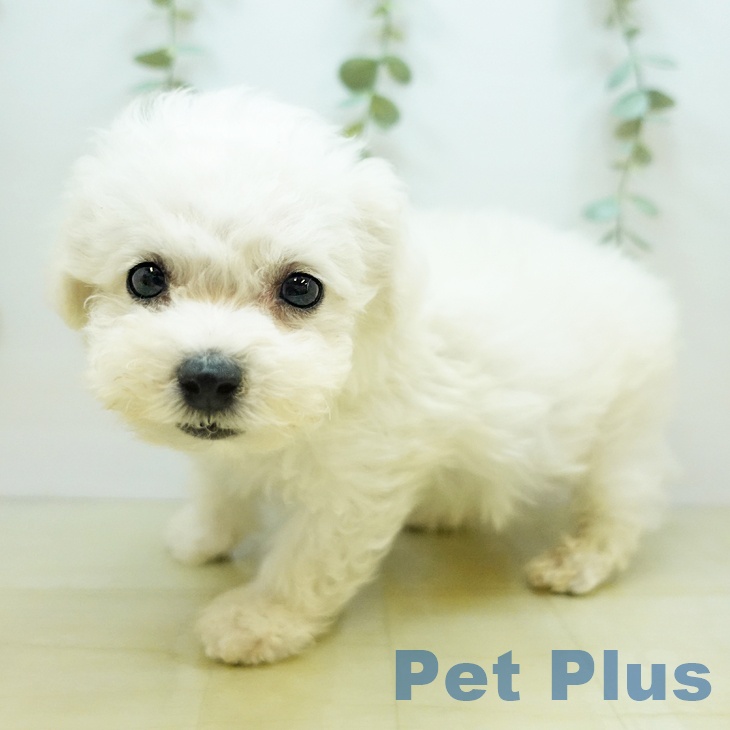 埼玉県のビションフリーゼ (ペットプラス与野店/2025年3月23日生まれ/男の子/ホワイト)の子犬
