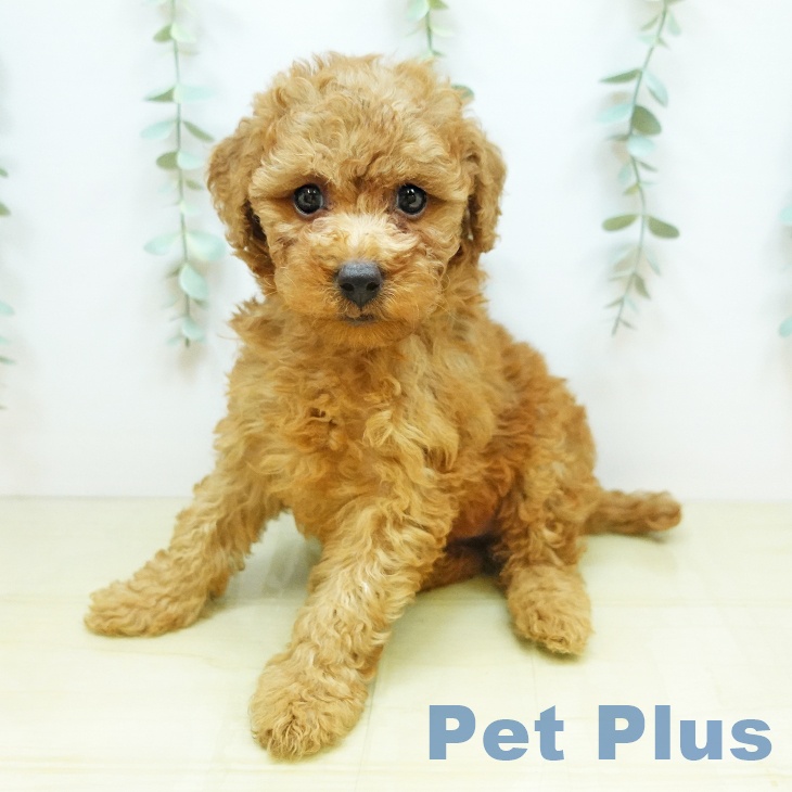 徳島県のトイプードル(トイ) (ペットプラス徳島店/2025年3月28日生まれ/女の子/レッド)の子犬