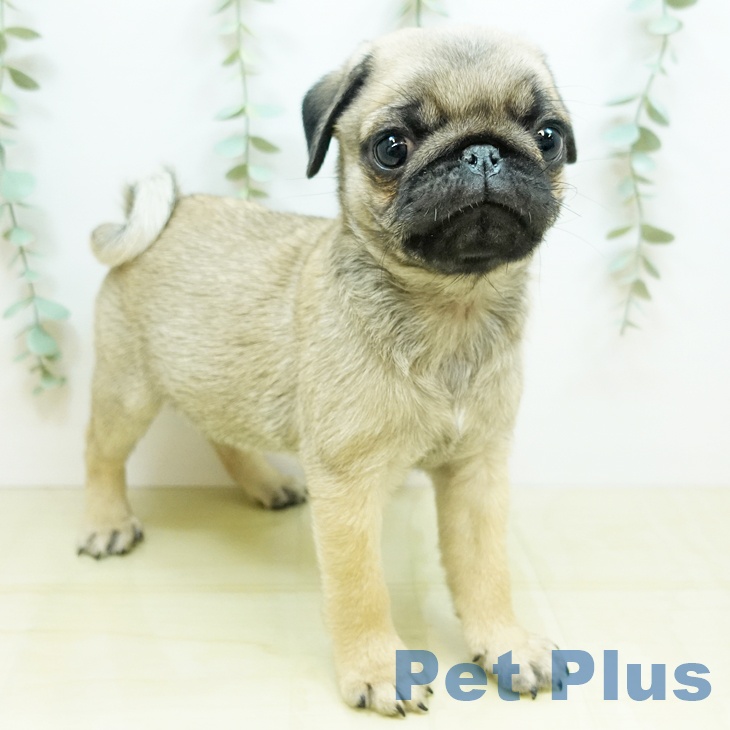 鳥取県のパグ (ペットプラス日吉津店/2025年3月29日生まれ/男の子/フォーン)の子犬