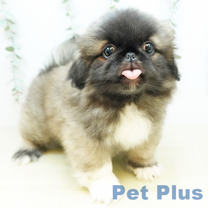 鳥取県のペキニーズ (ペットプラス日吉津店/2025年3月26日生まれ/男の子/フォーン)の子犬
