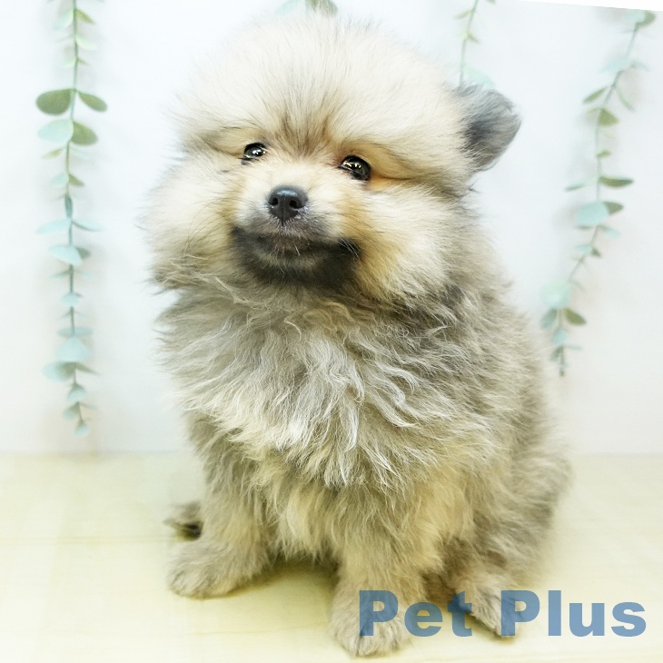 福島県のポメラニアン (ペットプラス福島店/2025年4月2日生まれ/男の子/ウルフセーブル)の子犬
