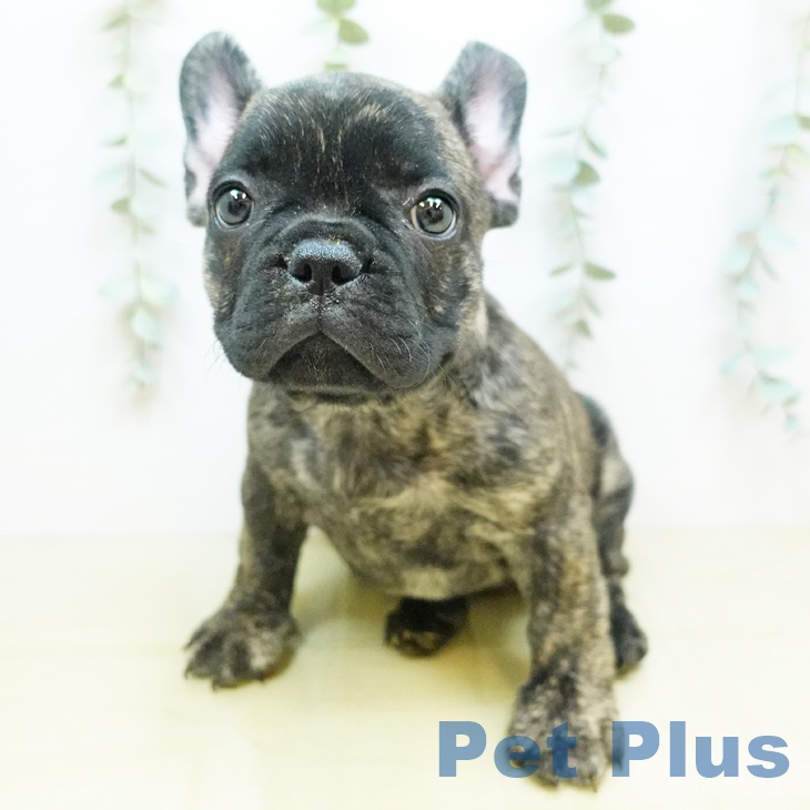 岡山県のフレンチブルドッグ (ペットプラス岡山店/2025年4月2日生まれ/女の子/ブリンドル)の子犬の1枚目の画像