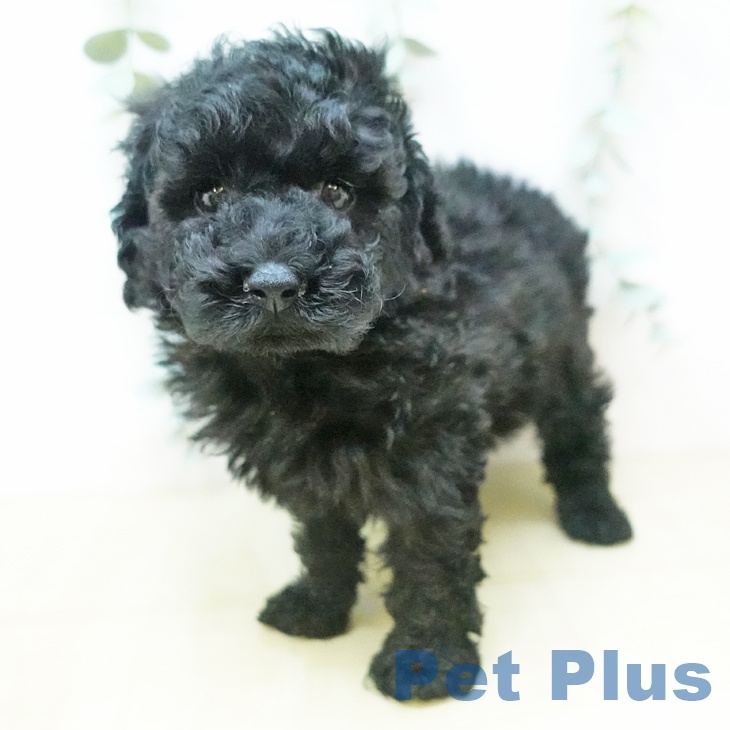埼玉県のトイプードル(トイ) (ペットプラス羽生店/2025年3月26日生まれ/男の子/ブラック)の子犬