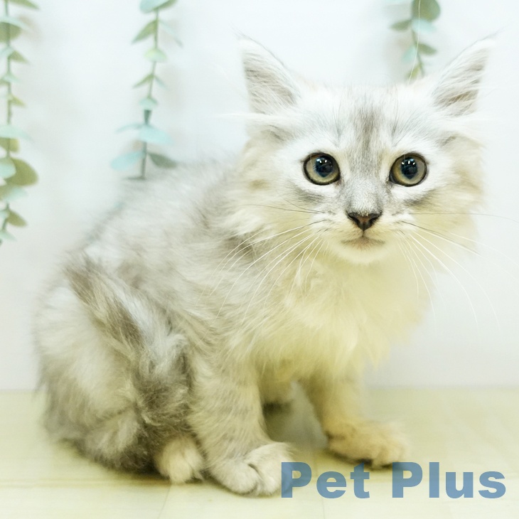 岡山県のサイベリアン (ペットプラス岡山店/2025年3月30日生まれ/男の子/シルバータビー)の子猫