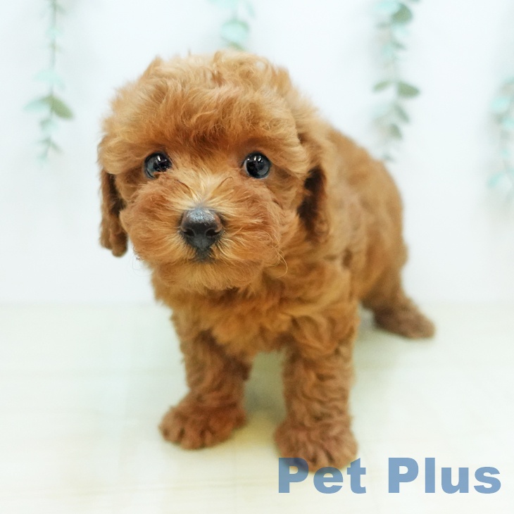鳥取県のトイプードル(トイ) (ペットプラス日吉津店/2025年4月9日生まれ/女の子/レッド)の子犬
