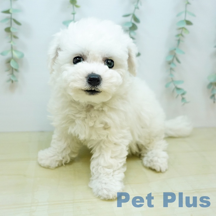 鳥取県のビションフリーゼ (ペットプラス日吉津店/2025年4月8日生まれ/女の子/ホワイト)の子犬
